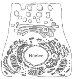 esquema de uma célula e retículo endoplasmático 
