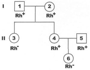 heredograma Rh+ e Rh-