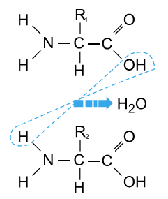 fórmula união entre dois aminoácidos