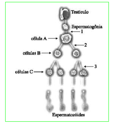 esquema da espermatogênese humana 