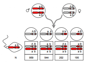 exercícios de ligação e recombinação de genes em um mesmo cromossomo