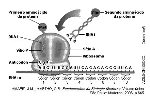 processo transcrição do RNA