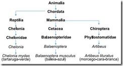 classificação taxonomica da tartaruga-verde, da baleia-azul e do morcego-cara-branca