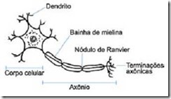esquema de um neurônio com suas partes descritas