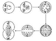 divisão celular esquema