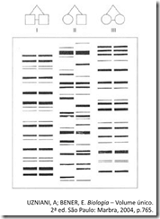 padrão de bandas do DNA exercícios