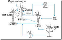 ciclo de vida da hidra