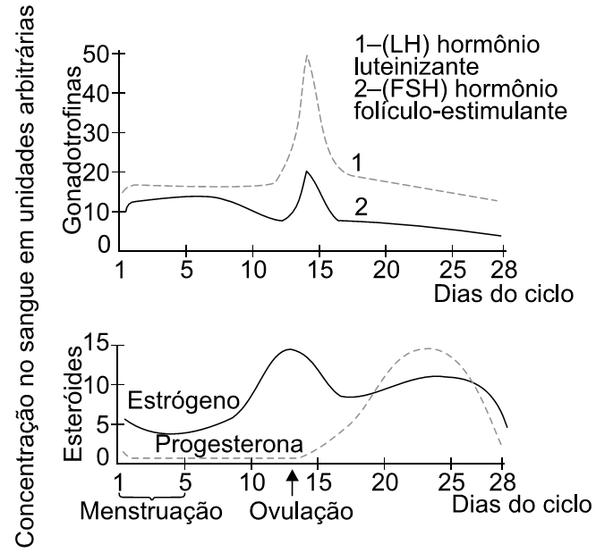 gráfico dos níveis dos hormônios sexuais no sangue durante o ciclo menstrual