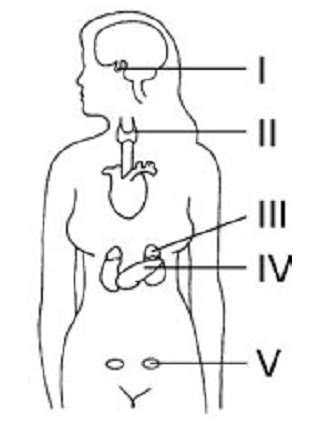 localização de algumas glândulas do corpo humano