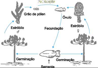 ciclo reprodutivo do pinheiro