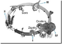 diferentes etapas do ciclo de vida de uma pteridófita