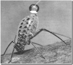 afídios e formigas relação