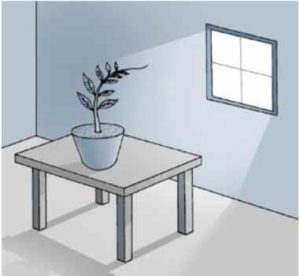 planta em um vaso recebendo luz solar