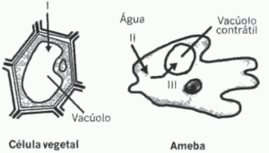 sentido do ﬂuxo de água em células vegetais e em ameba