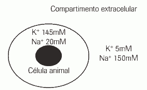 concentrações intra e extracelulares de sódio e potássio em uma célula animal