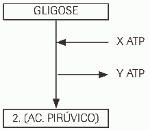 consumo e a produção de ATP na glicólise