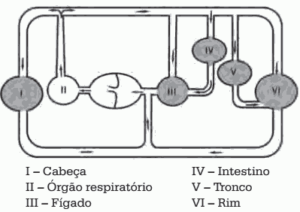 sistema circulatório de um vertebrado adulto
