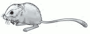 Sistema Excretor Animal de um roedor