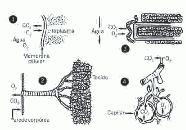 alguns tipos de estruturas respiratórias presentes nos animais