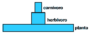 diagrama piramide de energia, carnívoro, herbívoro e planta
