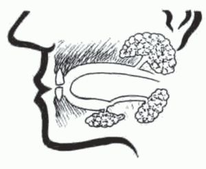 glândulas do sistema digestivo na cabeça