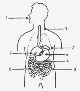 esquema do sistema digestório humano