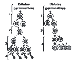 processos de gametogênese em animais com desenvolvimento de células germinativas