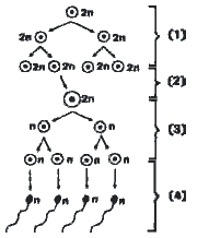 esquema dos períodos da gametogênese