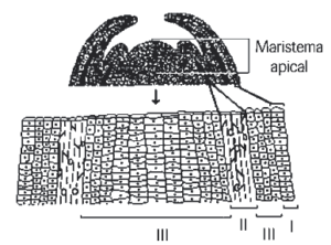 formação dos meristemas primários a partir do meristema apical