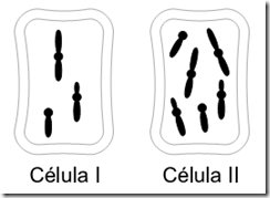 célula haploide e diploide n=3 e 2n=6