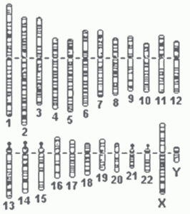 cariótipo de cromossomos humanos