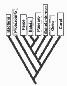 exercícios de taxonomia com uma árvore filogenética
