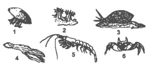 esquema de alguns animais classificados como moluscos, crustáceos e celenterados ou cnidários