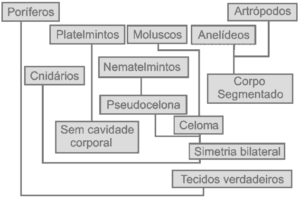 árvore filogenética dos grandes grupos de animais invertebrados