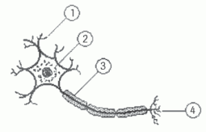 alguns componentes de um neurônio
