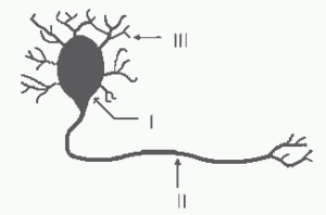 esquema de partes fundamentais do neurônio