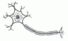 figura de um neurônio lista de exercícios