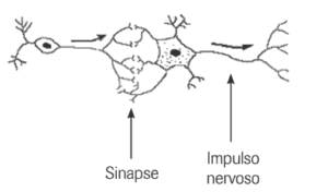 esquema da passagem do impulso  nervoso pelas sinapses