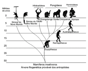 árvore filogenética evolução do homem