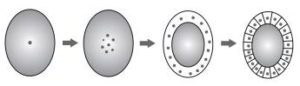 esquema de um tipo de segmentação de ovos de animais