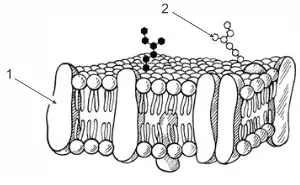 modelo de organização molecular da membrana plasmática