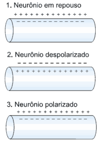 esquema despolarização do neurônio