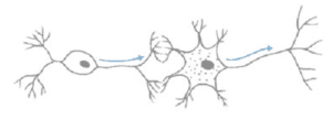passagem do impulso nervoso pelas sinapses