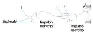 dois neurônios exercícios