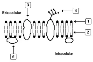 modelo da membrana plasmatica segundo Singer e Nicholson (1972)
