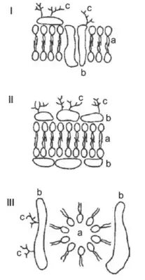 três modelos de biomembranas