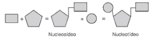 esquema nucleosídeo e nucleotídeo