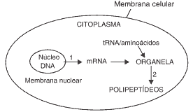 diagrama com as principais etapas do processo de transcrição de proteínas