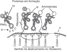 ribossomo em processo de transcrição da sequência de bases de uma cadeia de DNA