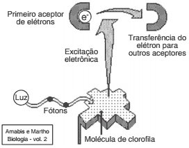 transferência de elétrons fotossíntese clorofila 